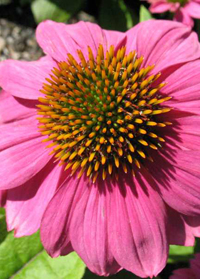 Echinacea PowWow 'Wild Berry'